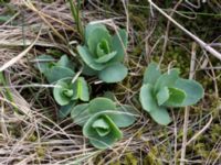 Hylotelephium telephium Lerberget, Höganäs, Skåne, Sweden 20170411_0001