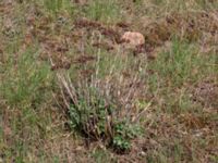 Hylotelephium telephium ssp. maximum Åkerby, Mörbylånga, Öland, Sweden 20160410_0078