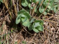 Hylotelephium telephium ssp. maximum Åkerby, Mörbylånga, Öland, Sweden 20160410_0079