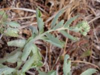 Hylotelephium telephium ssp. maximum Grönhögens hamn, Mörbylånga, Öland, Sweden 20180810_0130