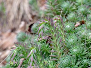 Petrosedum forsterianum - Rock Stonecrop - Tofsfetknopp