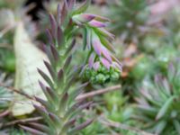 Petrosedum forsterianum Gislövs stjärna, Simrishamn, Skåne, Sweden 20190518_0052