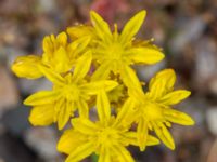 Petrosedum rupestre Ödetomt Marsgatan, Malmö, Skåne, Sweden 20220701_0006