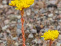 Petrosedum rupestre Ödetomt Marsgatan, Malmö, Skåne, Sweden 20220701_0007