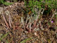 Petrosedum rupestre Möckelmossen, Mörbylånga, Öland, Sweden 20190609_0277