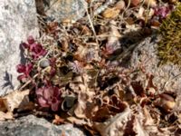 Petrosedum rupestre Möllstorps läge, Algustrum, Mörbylånga, Öland, Sweden 20190609_0135