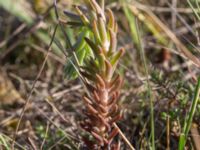 Petrosedum rupestre Mysinge Alvar, Mörbylånga, Öland, Sweden 20170526_0173