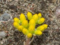 Petrosedum thartii Holma koloniområde, Svedala, Skåne, Sweden 20230623-2_0009