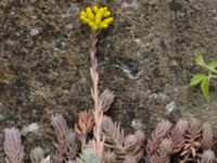 Petrosedum thartii Holma koloniområde, Svedala, Skåne, Sweden 20230623_0009