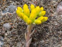 Petrosedum thartii Holma koloniområde, Svedala, Skåne, Sweden 20230623_0012