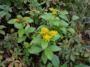 Phedimus aizoon - Aizoon Stonecrop - Gyllenfetblad