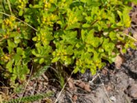 Phedimus ellacombianus Möllstorps läge, Algustrum, Mörbylånga, Öland, Sweden 20190609_0132