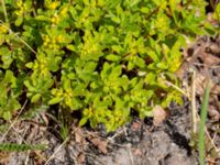 Phedimus hybridus Möllstorps läge, Algustrum, Mörbylånga, Öland, Sweden 20190609_0131