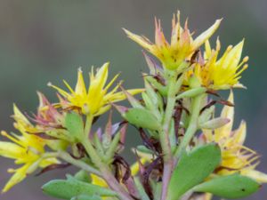 Phedimus kamtschaticus - Orange Stonecrop - Kamtjatkafetblad