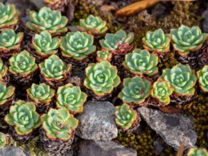 Rhodiola pachyclados - Gray Stonecrop - Rosettfetblad