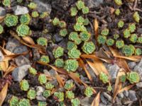 Rhodiola pachyclados Geologiska trädgården, Degerhamn, Mörbylånga, Öland, Sweden 20180810_0139