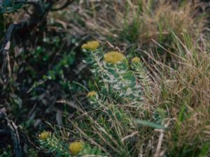 Rhodiola rosea - Golden Root - Rosenrot