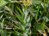 Rhodiola rocea Ulricedal, Malmö, Skåne, Sweden 20200514_0006