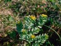 Rhodiola rosea Bunnerplatån, Undersåker, Jämtland, Sweden 19800704_13