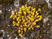 Sedum acre Gynge alvar, Mörbylånga, Öland, Sweden 20150606_0104