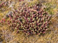 Sedum acre Hörja kyrka, Hässleholm, Skåne, Sweden 20190504_0197