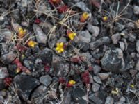 Sedum acre Mysinge alvar, Mörbylånga, Öland, Sweden 20150605_0278