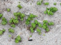 Sedum acre Ribersborg, Malmö, Skåne, Sweden 20190413_0010