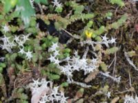 Sedum acre Sydkajen Malmö, Skåne, Sweden 20170826_0030