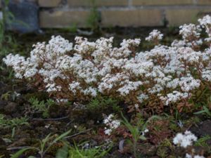 Sedum album - White Stonecrop - Vit fetknopp