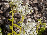 Sedum album Ödetomt Marsgatan, Malmö, Skåne, Sweden 20220701_0001