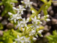 Sedum album Ödetomt Marsgatan, Malmö, Skåne, Sweden 20220701_0002