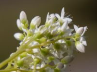 Sedum album Ödetomt Marsgatan, Malmö, Skåne, Sweden 20220701_0021