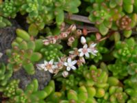 Sedum album Solnäs, Borrebackevägen, Malmö, Skåne, Sweden 20240724_0510