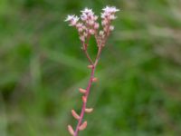 Sedum album Vårsångens odlingsområde, Malmö, Skåne, Sweden 20240703_0010