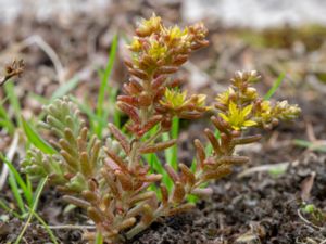 Sedum annuum - Annual Stonecrop - Liten fetknopp