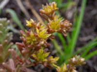 Sedum annuum Snärjet, Oppmanna, Kristianstad, Skåne, Sweden