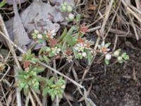 Sedum hispanicum Björka, Helsingborg, Skåne, Sweden 20240601_0064