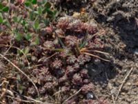 Sedum hispanicum Gamla stenbrottet, Simrishamn, Skåne, Sweden 20190417_0056