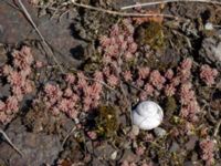 Sedum hispanicum Gamla stenbrottet, Simrishamn, Skåne, Sweden 20190417_0060