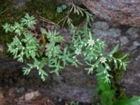 Sedum hispanicum Herrgårdsparken, Fröseke, Uppvidinge, Småland, Sweden 20190608_0469