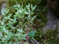 Sedum hispanicum Herrgårdsparken, Fröseke, Uppvidinge, Småland, Sweden 20190608_0470