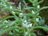 Sedum hispanicum Herrgårdsparken, Fröseke, Uppvidinge, Småland, Sweden 20190608_0473