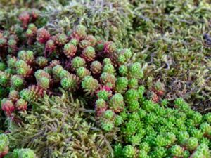 Sedum lydium - Lydian Stonecrop - Lydisk fetknopp