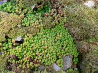 Sedum lydium Östra Sallerups kyrka, Hörby, Skåne, Sweden 20180914_0034