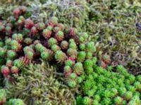 Sedum lydium Östra Sallerups kyrka, Hörby, Skåne, Sweden 20180914_0036