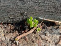 Sedum sarmentosum Jespersgatan 2, Malmö, Skåne, Sweden 20210805_0022