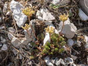 Sedum sediforme - Pale Stonecrop - Iberisk fetknopp