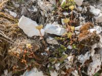 Sedum sediforme Sveti Jure, Biokovo Nature Park, Biokovo Nature Park, Tucepi, Croatia 20170802_1472