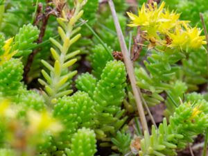 Sedum sexangulare - Tasteless Stonecrop - Kantig fetknopp