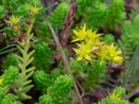 Sedum sexangulare Östra kyrkogården, Malmö, Skåne, Sweden 20240726_0017